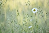 Margriet in bloemenweide