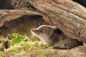 Bosspitsmuis