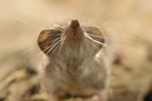 Tuinspitsmuis