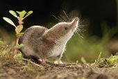 Dwergspitsmuis