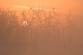 Zonsopgang boven rietveld