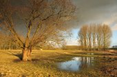 Wijmeers
