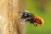 Gehoornde metselbij met nestmateriaal
