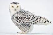 Portret van Sneeuwuil