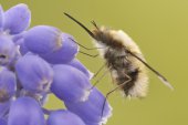Wolzwever op Blauwe druifjes