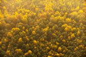 Boomkronen in herfstkleuren