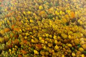 Boomkronen in herfstkleuren