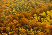 Boomkronen in herfstkleuren