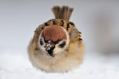 Ringmus in de sneeuw
