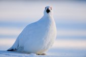 Moerassneeuwhoen 