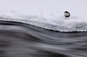 Waterspreeuw langs stromend water