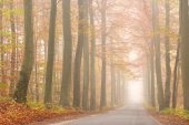 Beukendreef in de mist