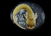 Jonge salamander in ei