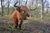 Schotse hooglander op de Veluwe