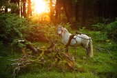 IJslandse pony in oud bos