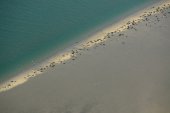 Zeehonden overtijen op zandbank