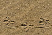 Sporen van kraai in het zand