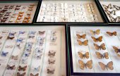 Vlindercollectie Halflants