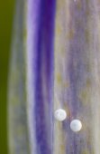 Eitjes van Gentiaanblauwtje op Klokjesgentiaan