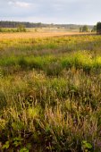 Ontwikkeling van droge heide op geplagd terrein
