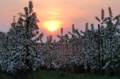 Laagstamboomgaard bij zonsondergang