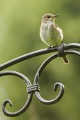 Grauwe Vliegenvanger op tuinstoel