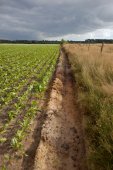 Akkerrand naast een natuurgebied