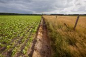 Akkerrand naast een natuurgebied