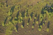 Mechelse Heide in bloei