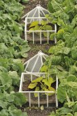 Moestuin met pompoen