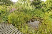 Natuurlijke tuinvijver