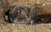 Mopsvleermuis
