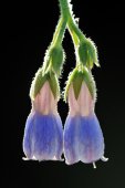 Ruwe smeerwortel