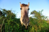 Koniks in het Westhoek-reservaat