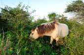 Koniks in het Westhoek-reservaat