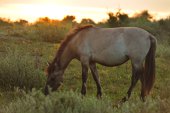 Koniks in het Westhoek-reservaat