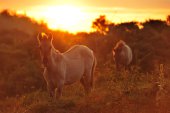 Koniks in het Westhoek-reservaat