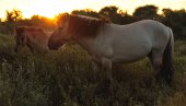 Koniks in het Westhoek-reservaat