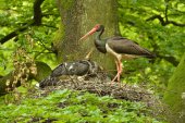 Zwarte ooievaar op nest