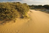 Plaatsduinen