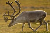 Rendier in Spitsbergen