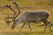 Rendier in Spitsbergen