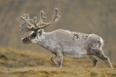 Rendier in Spitsbergen
