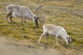 Rendier in Spitsbergen