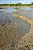 Zoetwaterschorren langs de Schelde