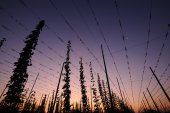 Staakveld met hoppeteelt
