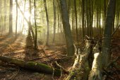 Hallerbos