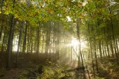 Hallerbos