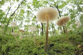 Zwammetjes in het Hallerbos