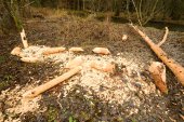 Knaagsporen van Bever